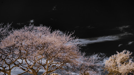 Infrared image of red foliage of a tree against a dark black sky with white clouds
