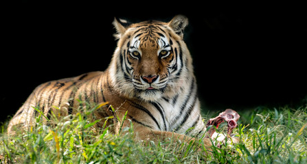 Beautiful bengal tiger