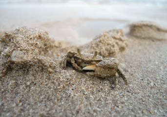 Beautiful little crab hiding under the sand on a beach. Detail of his great claw, chela nipper or pincer. 