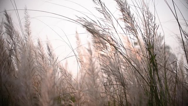 Fully blossomed Saccharum Spontaneum flower plants blowing in wind at beautiful sunrise or sunset, kaash phool before Durga Puja festival in India and Bangladesh, slow motion