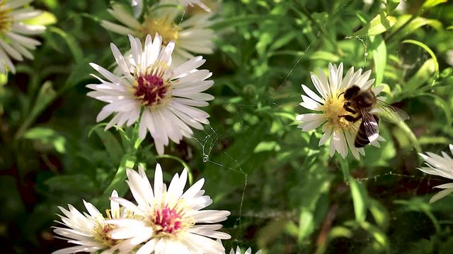 bee on flowers collecting pollen macro closeup