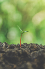 Greenery of young plant and seedling are growing in the soil with morning light.
