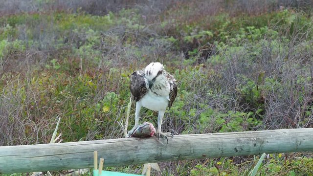 Osprey eating a silver bream fish. Western Australia. Looses balance and shakes tail feathers
