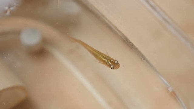 Killifish swimming in water tank