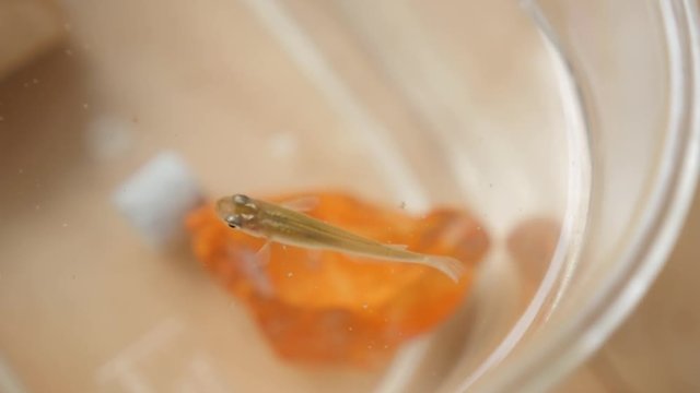 Killifish to eat food