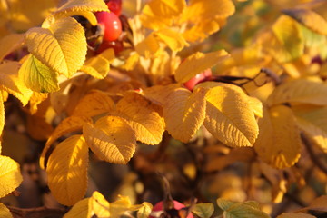 yellow autumn leaves