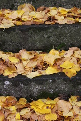 autumn leaves on stairs