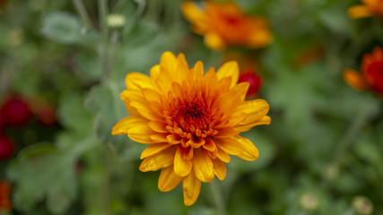 yellow flowers in the garden