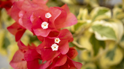 red flower in the garden