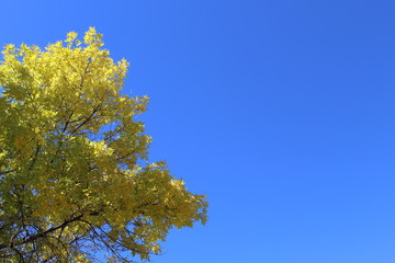 blue sky with edge of autumn tree