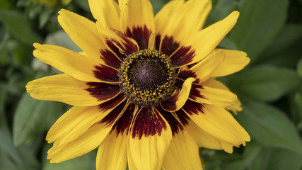 macro sunflower close up