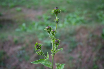 Beautiful flowers blooming in garden at summer.