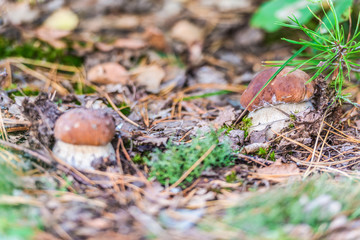 White mushrooms in the autumn foliage.
