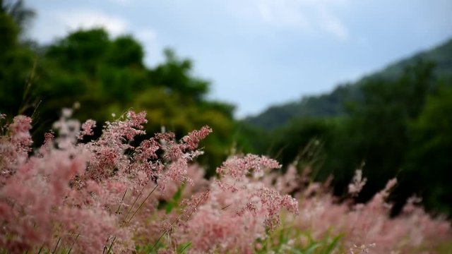 Pink grass blown by the wind, there is a mountain sky as the background image.