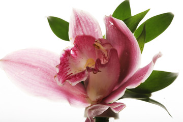 Obraz na płótnie Canvas pink Orchid closeup 