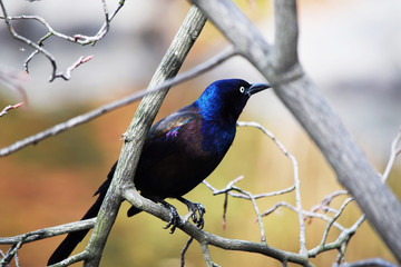 Common Grackle (Adult Bronze)