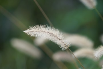 秋の野草のクローズアップ