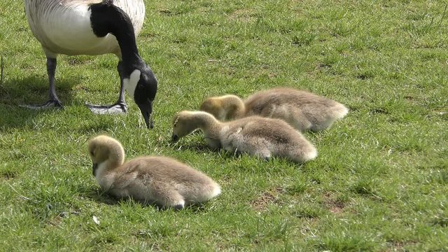 Ducklings and a goose munching grass.