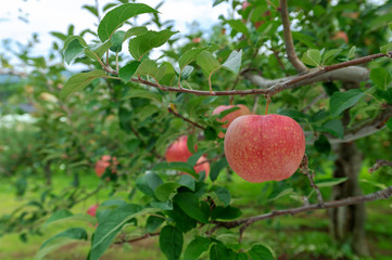 【青森津軽のりんご園】津軽の真っ赤なりんごは日本一。台風の強風にも耐えて真っ赤に稔りました。