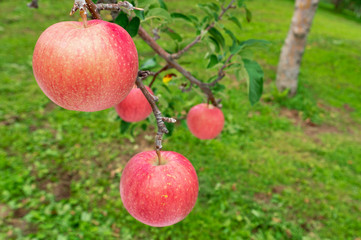 【青森津軽のりんご園】津軽の真っ赤なりんごは日本一。台風の強風にも耐えて真っ赤に稔りました。