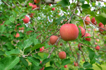 【青森津軽のりんご園】津軽の真っ赤なりんごは日本一。台風の強風にも耐えて真っ赤に稔りました。