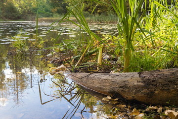 Autumn on the bank of the lake in Moscow region. September 2018. Moscow region. Central Russia. Russia