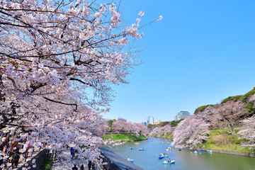 東京　千鳥ヶ淵緑道の桜
