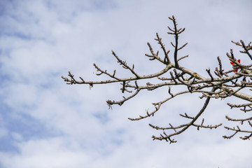 leafless branches with cloudy blue sky