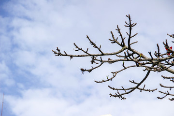 leafless branches with cloudy blue sky