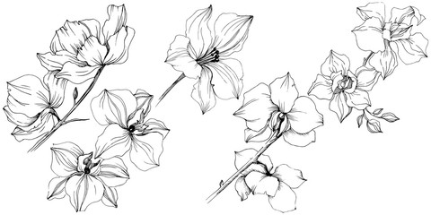 Vector orchid flower. Floral botanical flower. Isolated illustration element. Aquarelle wildflower for background, texture, wrapper pattern, frame or border. © yanushkov