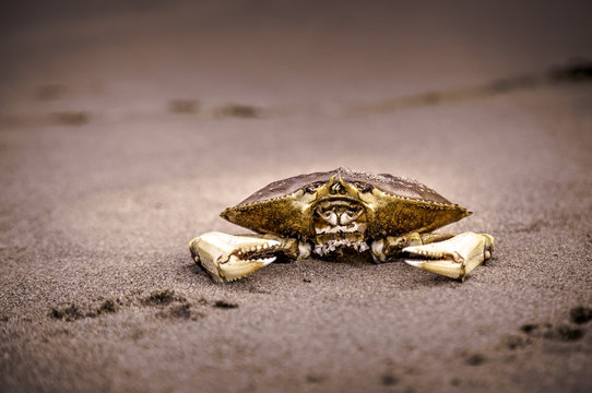 Beached Dungeness Crab