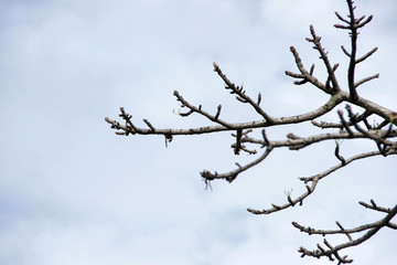 Fototapeta na wymiar leafless branches with cloudy blue sky