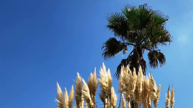 Japanese nutmeg with palm tree in autumn