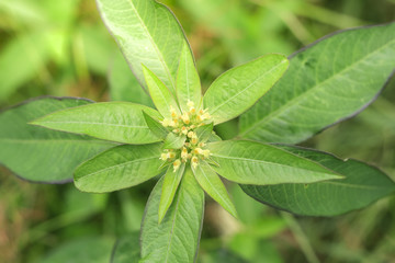 Flowers in the garden with leaves on a blurry green backdrop of natural beauty. 