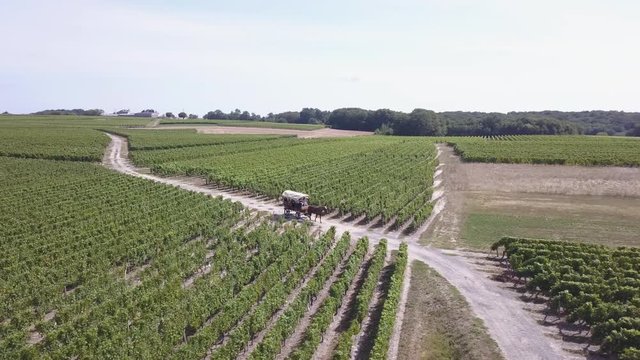Horse and Carriage Moving Along Trail From Behind in Agricultural Area. 4k Aerial Drone Wraps Around Side of Cart, Vineyards, Farm and Roads in Loire Valley of France
