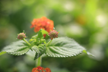 Flowers in the garden with leaves on a blurry green backdrop of natural beauty. 