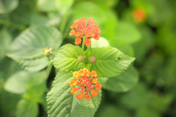 Flowers in the garden with leaves on a blurry green backdrop of natural beauty. 
