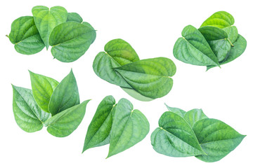 Green betel leaf isolated on the gray background with clipping path.