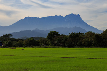 Beautiful Landscape view of young paddy field with Mount Kinabalu , Kota belud Sabah Malaysia. (Image contain soft focus and blur.)