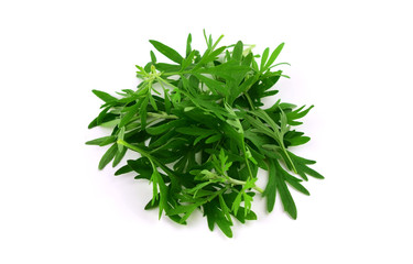 Isolated Artemisia Medicinal Herb Plant Leaves, Stems and Twigs. Also Mugwort, Wormwood and Sagebrush.