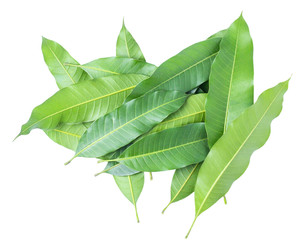 Green leaves of mango isolated on gray background, clipping path..