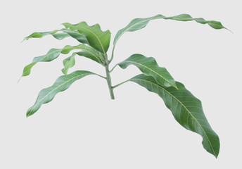 Green leaves of mango isolated on gray background, clipping path..