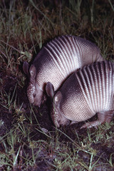 Nine-Banded Armadillo (Dasypus Novemcinctus)