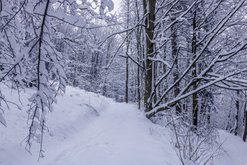 Walk inside forest during morning time fully covered by new snow