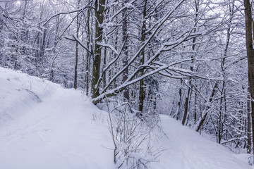 Walk inside forest during morning time fully covered by new snow