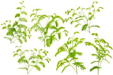 Tamarind leaves isolated on gray background with clipping path.