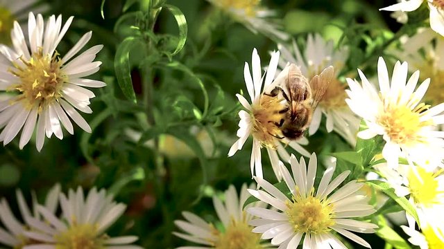 Buisy Bilder Durchsuchen 54 Archivfotos, und Videos