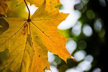 Autumn maple leaves leaves in autumn forest. Magic autumn maple leaves.