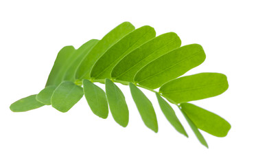 Tamarind leaves isolated on gray background with clipping path.