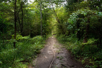 walkway in mysterious forest. color effect dark..